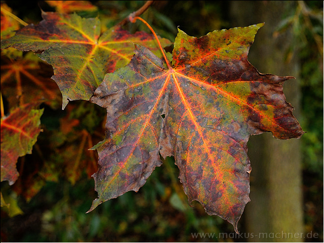 herbst2.jpg