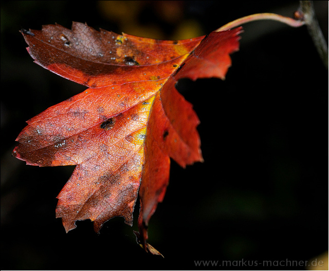 herbst3.jpg