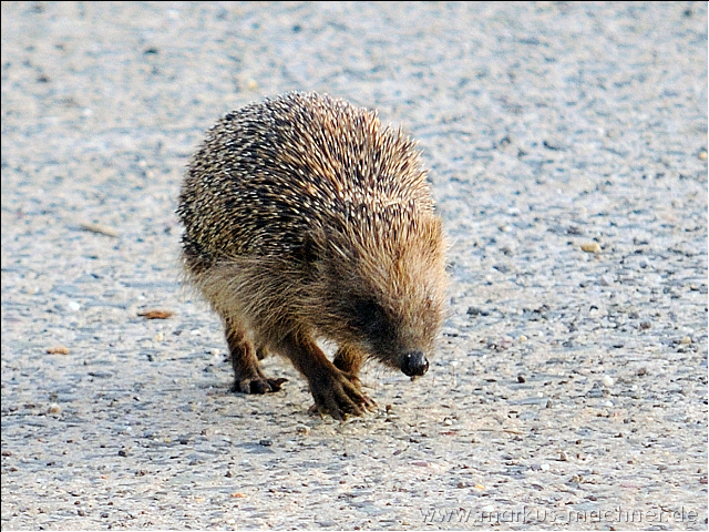 igel.jpg