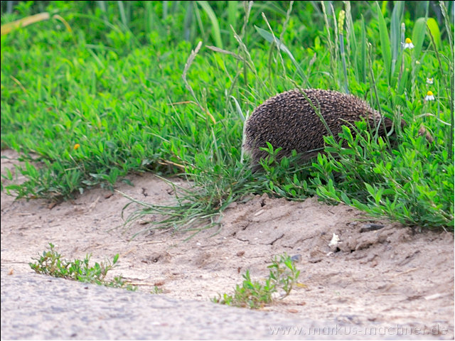 igel2.jpg