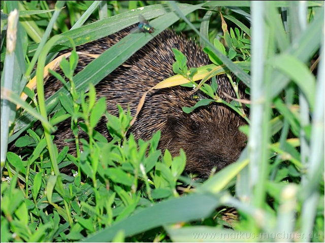 igel3.jpg