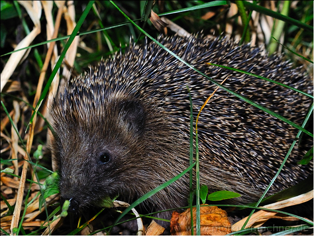 igel4.jpg