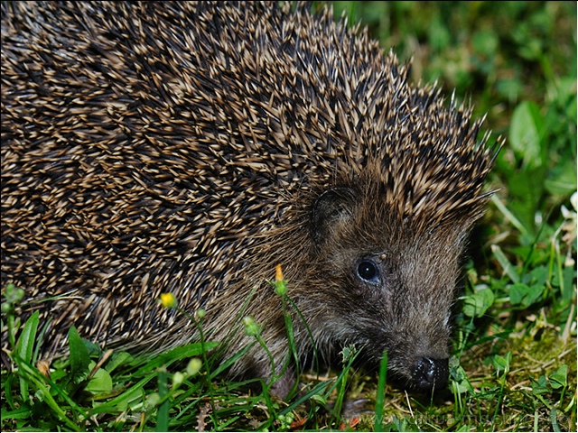 igel5.jpg