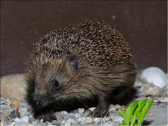 igel6.jpg