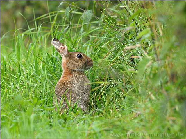 kaninchen1.jpg