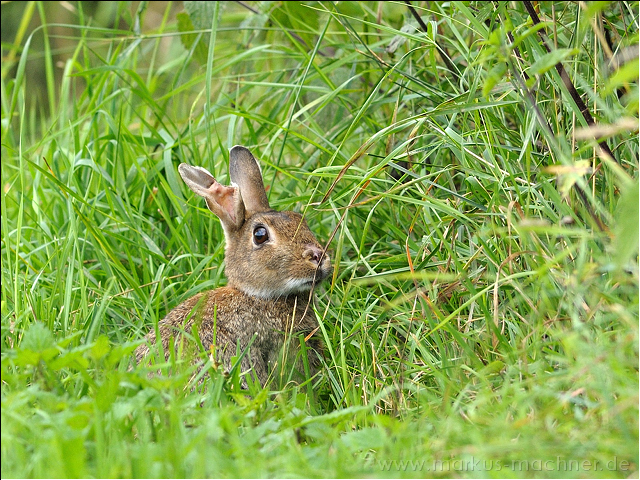 kaninchen2.jpg