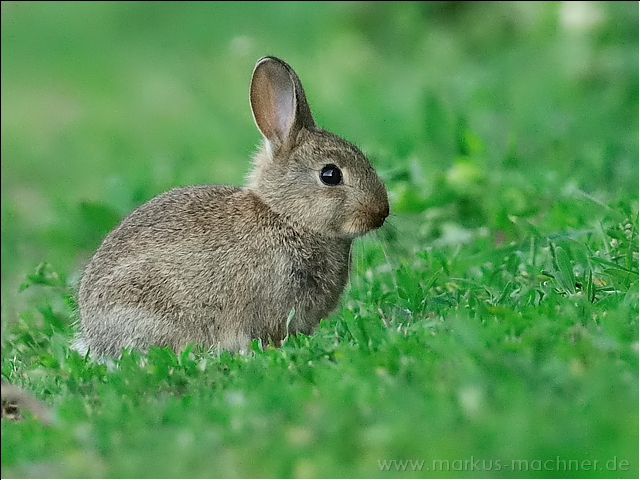 kaninchen3.jpg