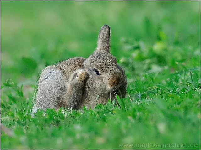 kaninchen4.jpg