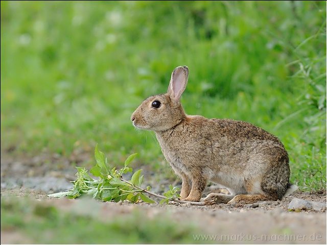 kaninchen5.jpg