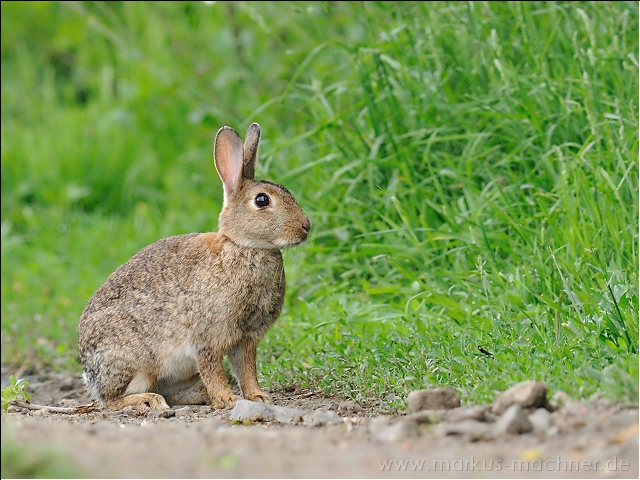 kaninchen6.jpg