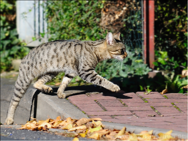 katze1.jpg