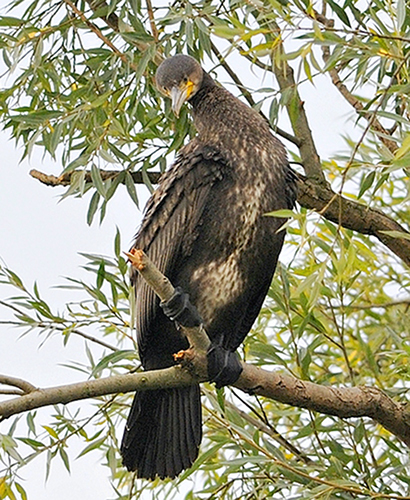 kormoran.jpg
