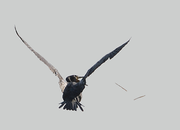 kormoran2.jpg