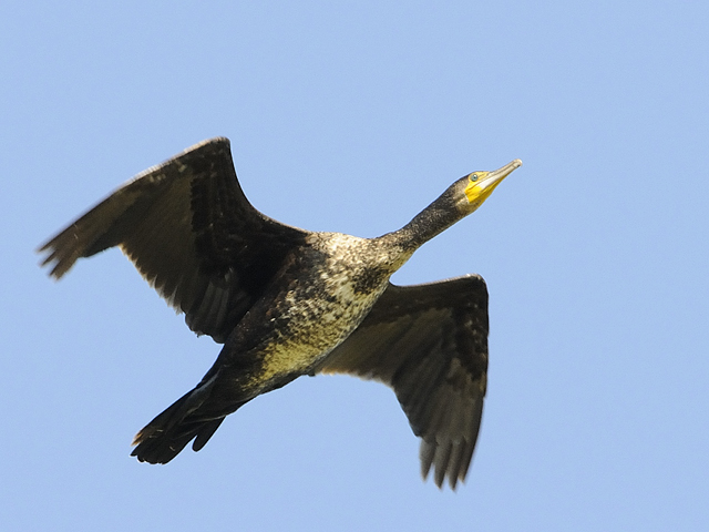 kormoran3.jpg