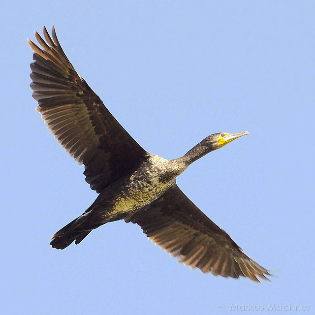 kormoran4.jpg