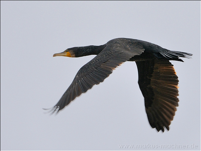 kormoran5.jpg
