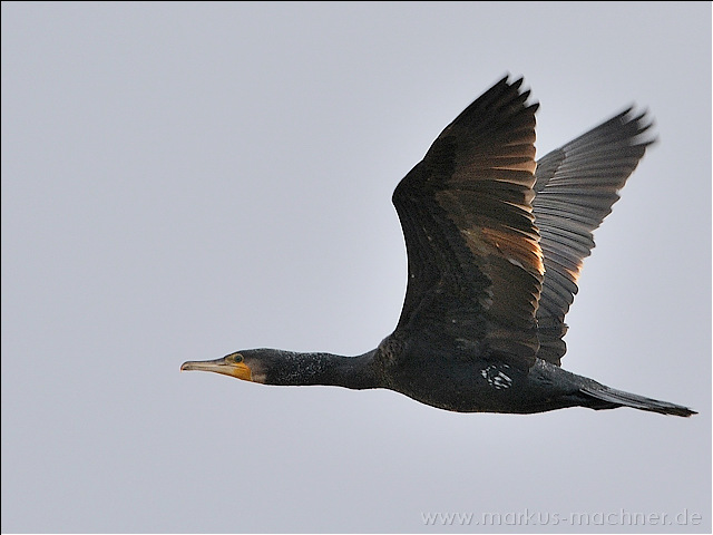 kormoran6.jpg