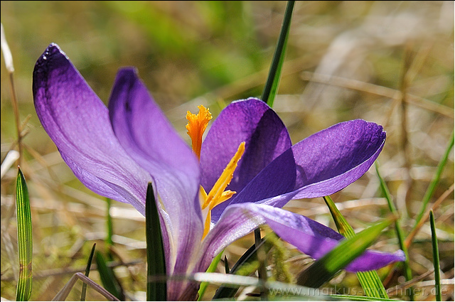 krokus4.jpg