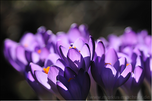 krokus9.jpg