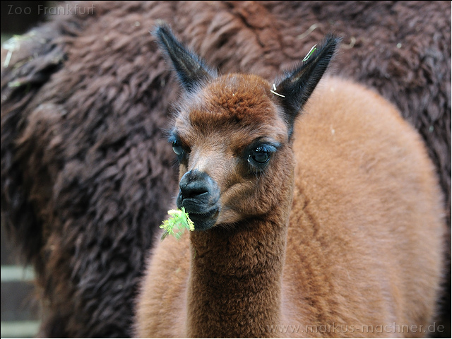 lama3.jpg