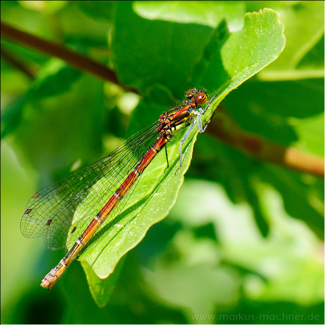 libelle25.jpg