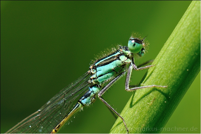 libelle35.jpg