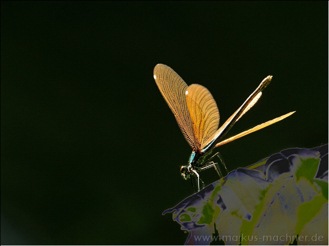 libelle36.jpg