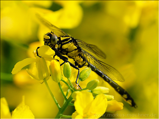 libelle7.jpg