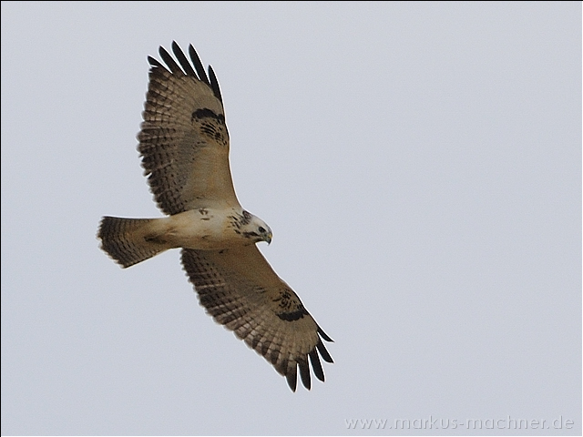 maeusebussard10.jpg