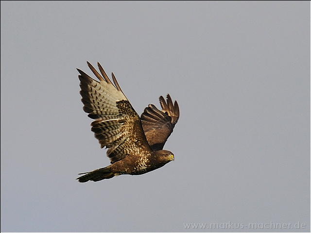 maeusebussard13.jpg