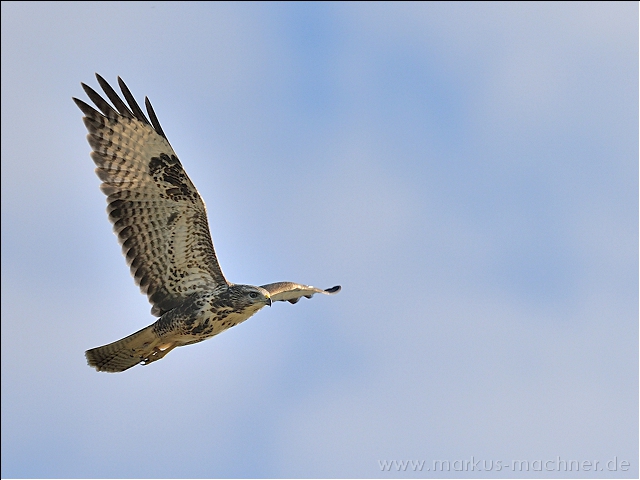 maeusebussard16.jpg