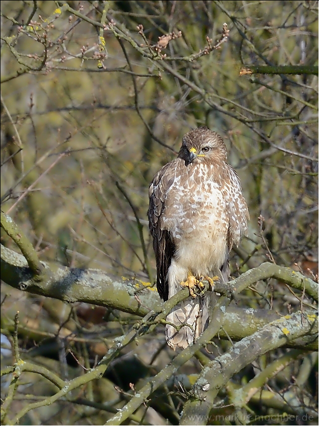 maeusebussard18.jpg