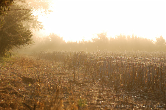 monf_sonnenaufgang2.jpg