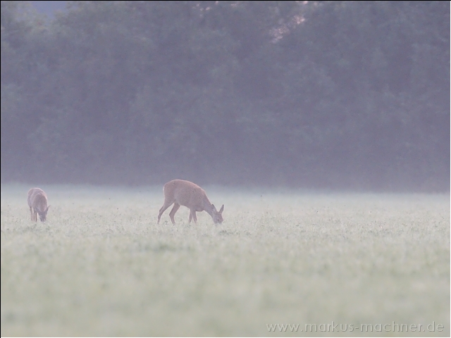 morgendanach2.jpg