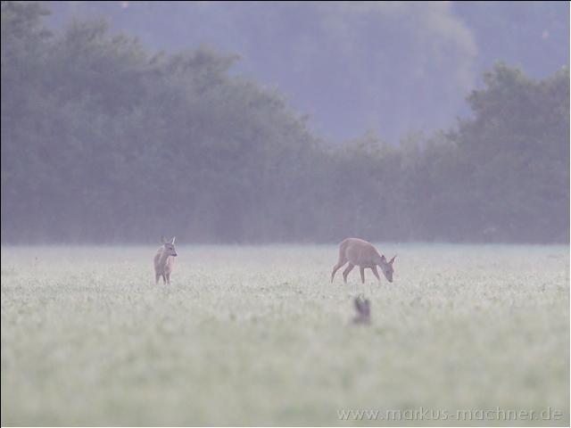 morgendanach3.jpg