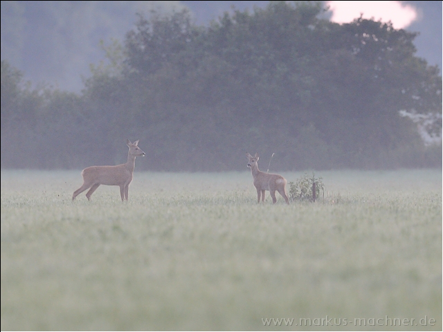 morgendanach5.jpg