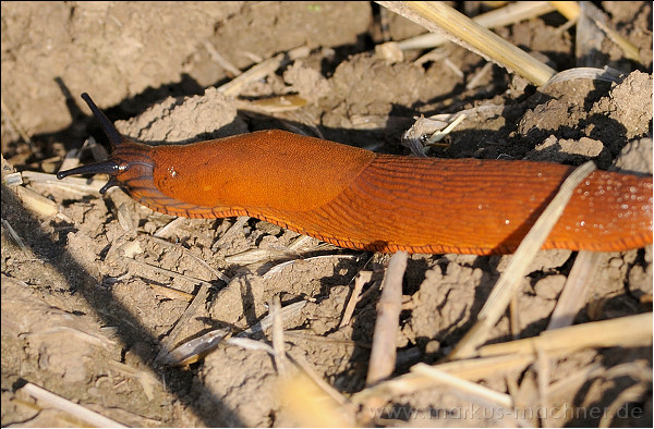 nacktschnecke.jpg