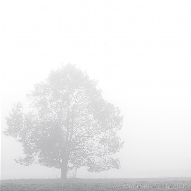 nebel1.jpg