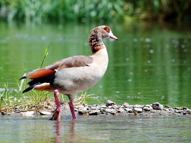nilgans2.jpg