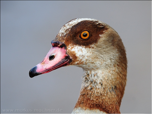 nilgans4.jpg