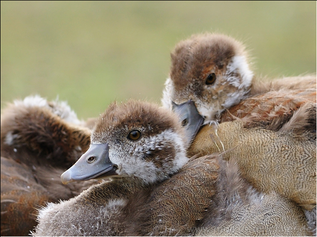 nilgans5.jpg
