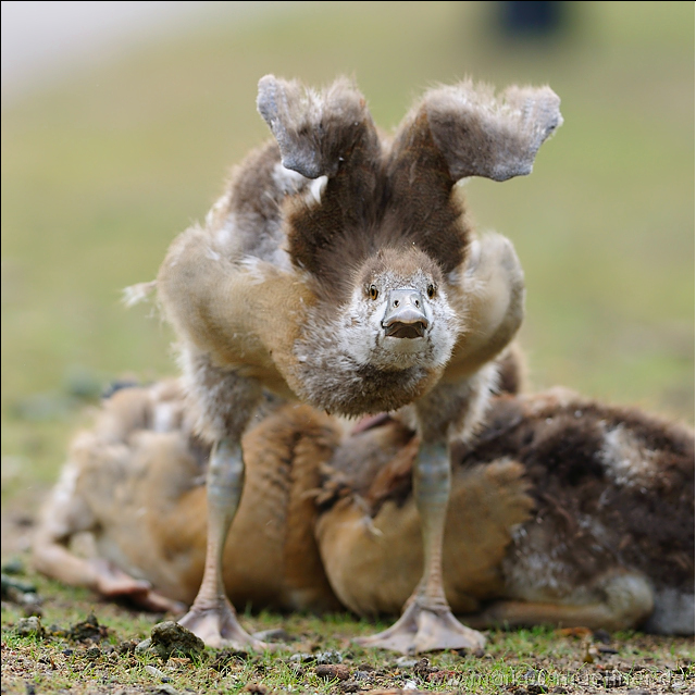 nilgans6.jpg