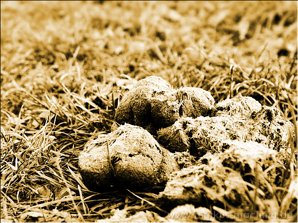 pferdeaepfel_sepia.jpg