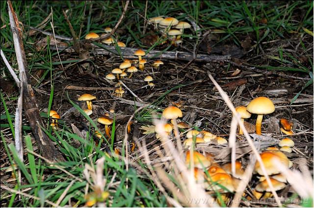 pilze4.jpg