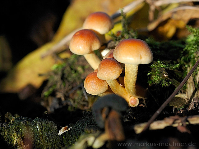 pilze5.jpg