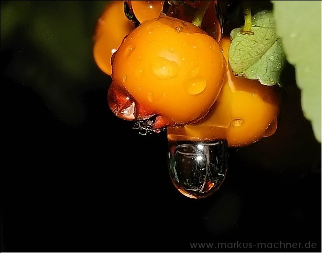 sanddornbeeren.jpg