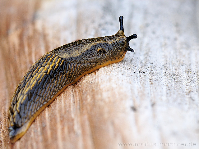 schnecke1.jpg