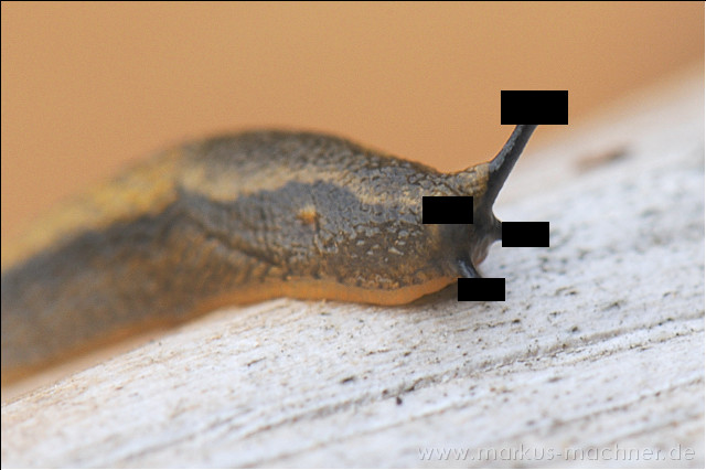schnecke2.jpg