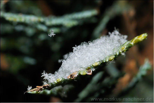 schnee4.jpg