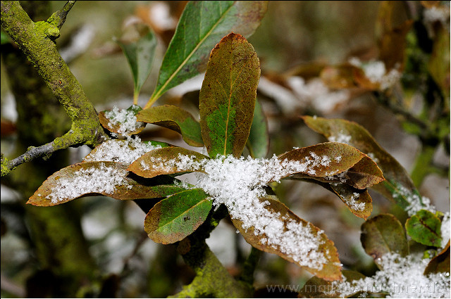 schnee5.jpg